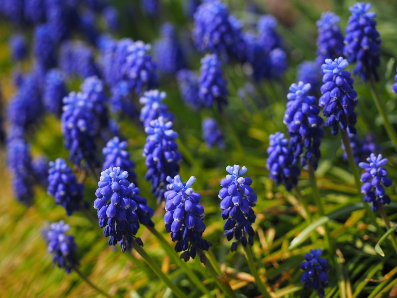 asparagaceae, raindrop, green color, nature, overlooked traubenhyazinthe, bright, fragility, muscari botryoides, vulnerability, purple, common grape hyacinth