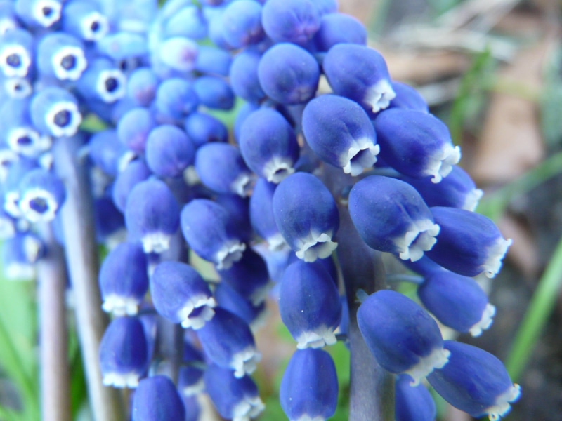colorful, asparagus plant, freshness, softness, overlooked traubenhyazinthe, asparagaceae, nature, hyacinth, spring, 2K, focus on foreground, flower head