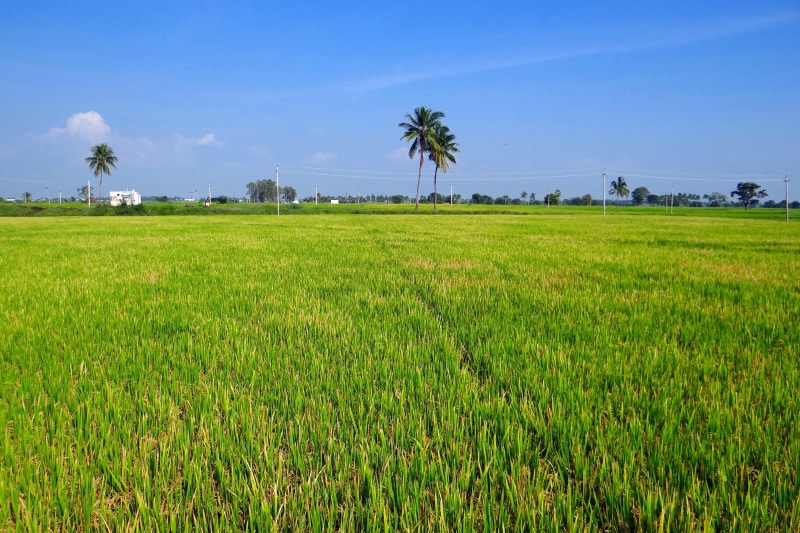 lush, scene, abundance, outdoors, garden, Gangavati, gangavati, yield, harvest, crop, earth, fresh, palm tree, rice - cereal plant, scenics - nature, outdoor