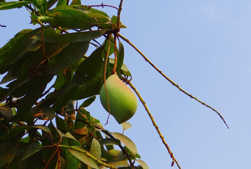 Totapuri, Fruit, leaf, growth, clear sky, branch, nature, food, low angle view, sky, outdoors, Mango, High-Yield, tropical, plant, day, healthy eating