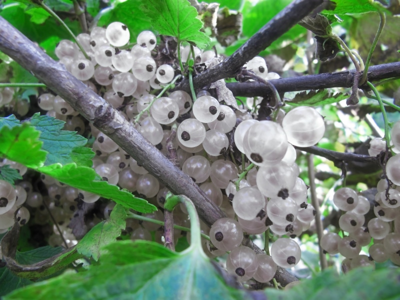 close-up, bunchy, bush, branch, white color, small, fence, bunch, ribes, sour, albinism, health giving, metal, currant, sourish, harvest, photography, colorless