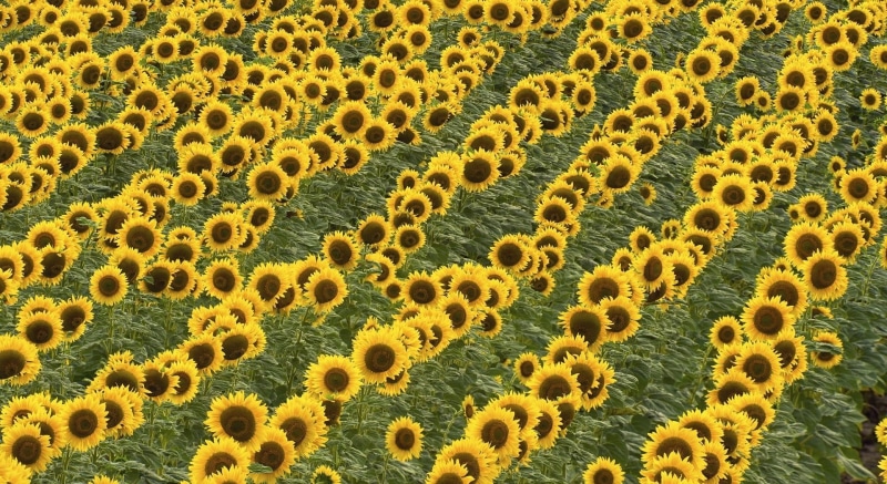 series, summer, no people, field, yellow, plant, growth, animal, 1080P, pattern, beauty in nature, nature, outdoors, full frame, land, scenics - nature