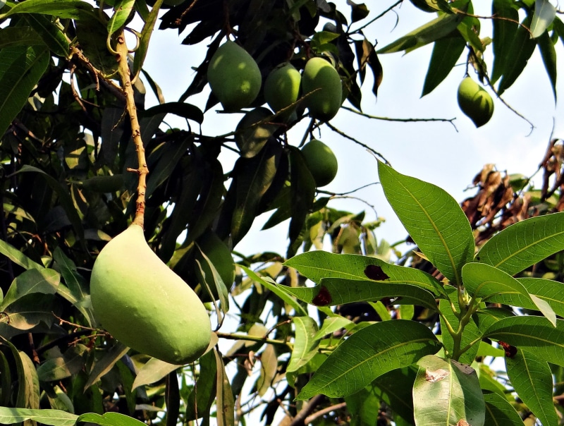 growth, tree, fruit, plant part, agriculture, beauty in nature, healthy eating, plant, mango, outdoors, nature, branch, leaf, tropical, wellbeing, freshness