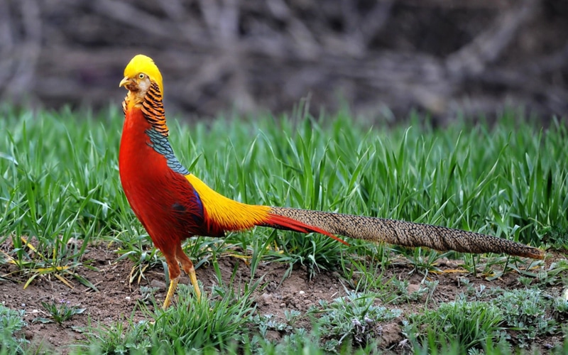 mane, hd, pictus, fazan, 1080P, tinged, laying, pheasant, full, golden, chrysolophus, yield, chinese, pied