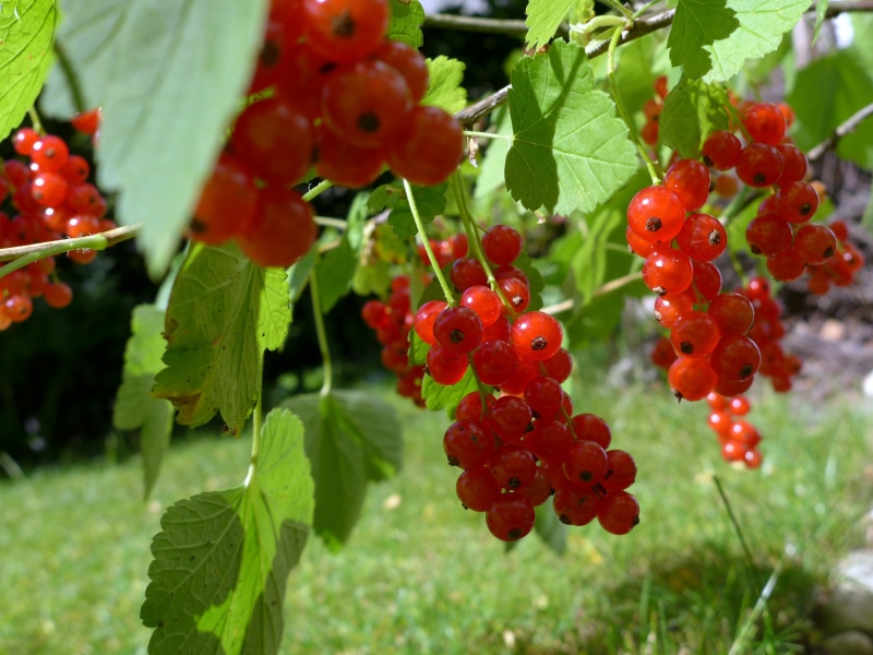 no people, day, green, wellbeing, freshness, garden, currants, plant, healthy eating, depend, food and drink, harvest time, plant part, 2K, red, sour
