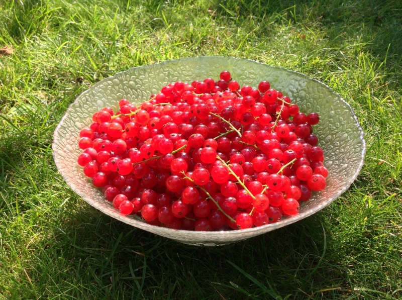 sour, berry fruit, land, no people, 2K, glass bowl, field, fruit, plant, vegetable garden, nature, green color, high angle view, currants, growth, healthy eating