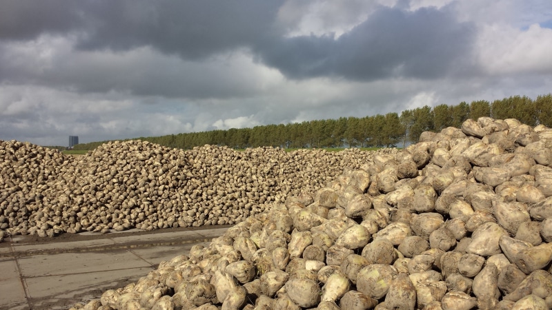 rock - object, no people, tree, land, cloud - sky, abundance, agriculture, 2K, beauty in nature, day, sugar beet, overcast, plant, scenics - nature, rock