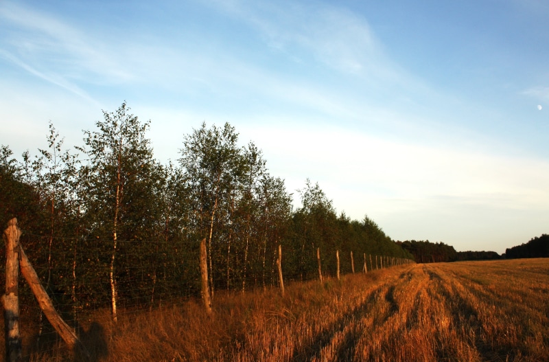 land, 4K, beauty in nature, birch, way, rural scene, reflex, tranquility, the fence, growth, nature, plant, the sun, light, poland, beauty, quiet, view