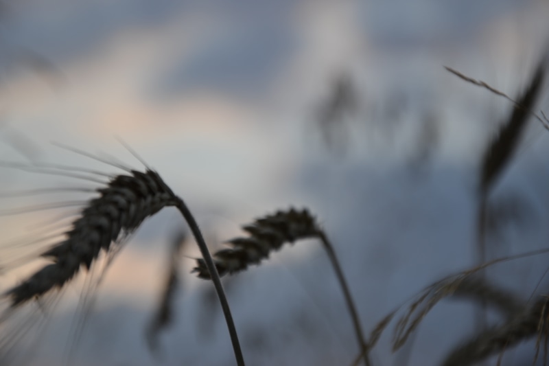 cereals, outdoors, ears, selective focus, brown, tree, sky, plant, dry, 4K, cereal plant, crop, the cultivation of, day, close-up, growth, vulnerability
