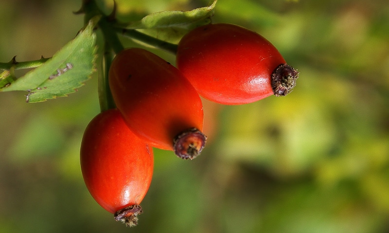 fruit, plant, beauty in nature, rosebush, plants, rose, yield, no people, nature, focus on foreground, outdoors, stalk, plant part, autumn, growth, freshness