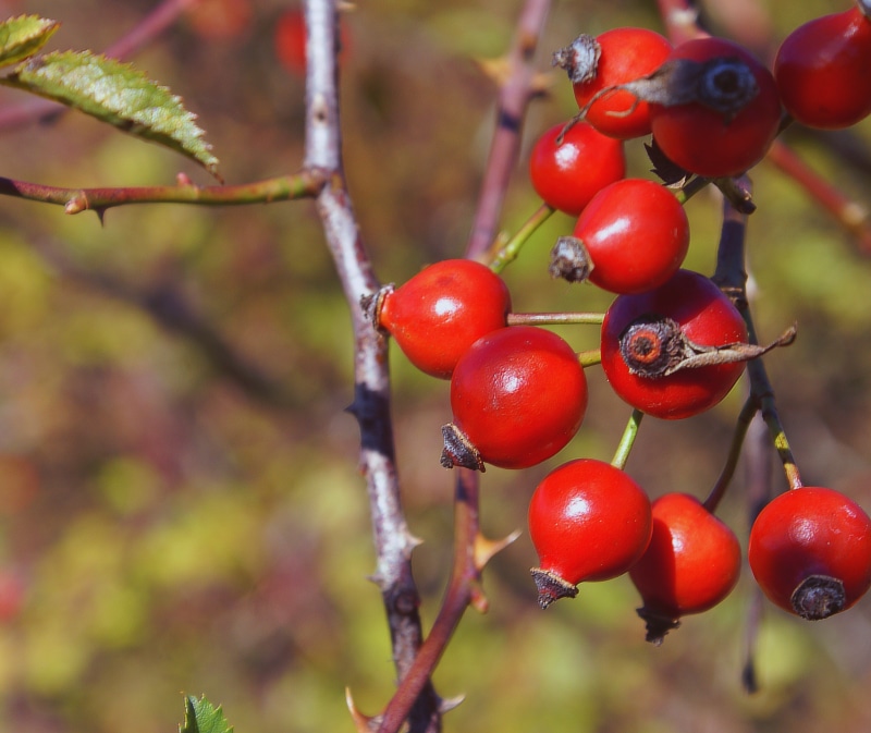 fruit, gloss, the richness of, ripe, healthy eating, yield, freshness, fruiting, no people, food and drink, sunny, tranquility, wellbeing, plant, outdoors