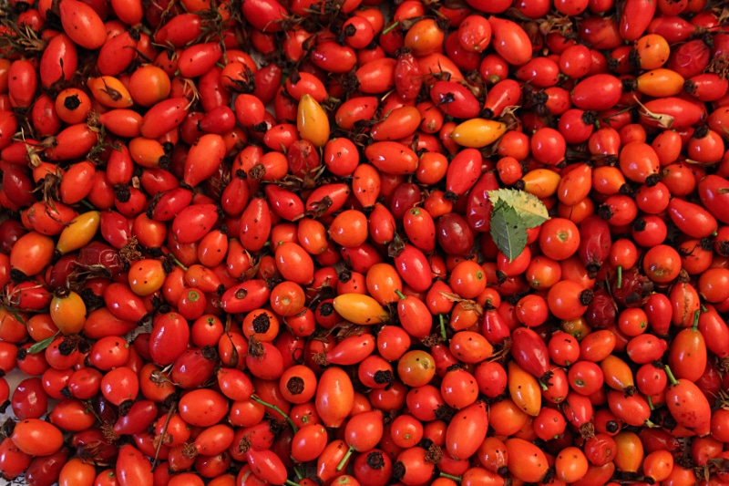 freshness, tomato, wellbeing, rosebush, eat, healthy eating, branch, business, delicious, backgrounds, jam, nature, sweet, gloss, plant, bush, rose hip