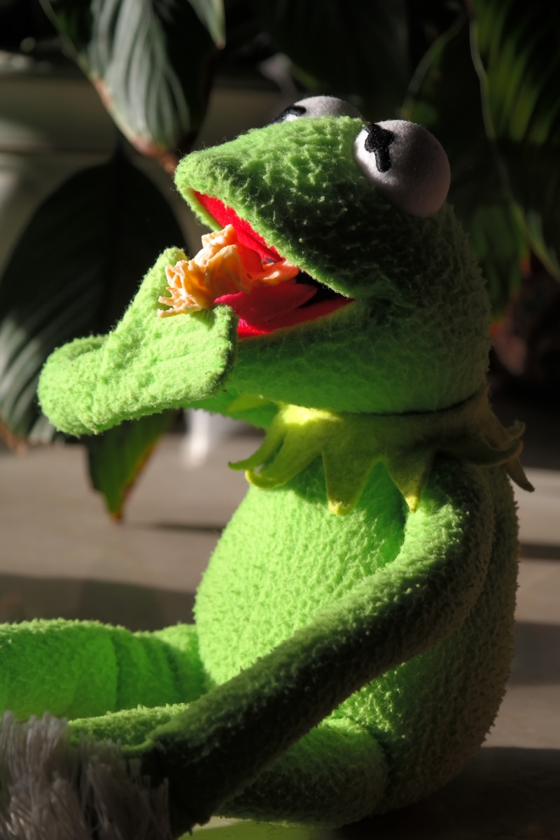 Nibble, eat, vertebrate, green Color, day, close-up, christmas, food and drink, one animal, animals in the wild, chocolate crisp happen, cornflakes, bunch of cornflakes