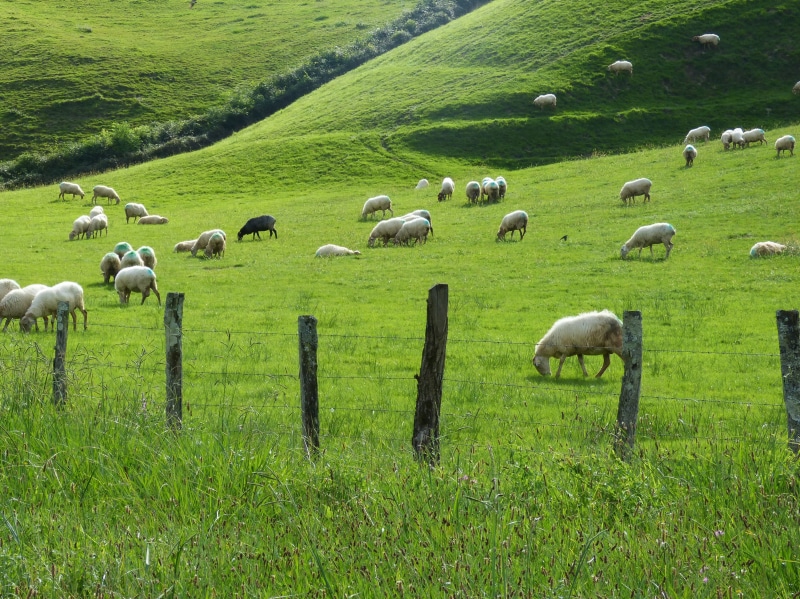 pets, prado, green color, through browsing, animal, agriculture, 4K, flock of sheep, animal themes, pacer, pastures, no people, livestock, prairie, plant