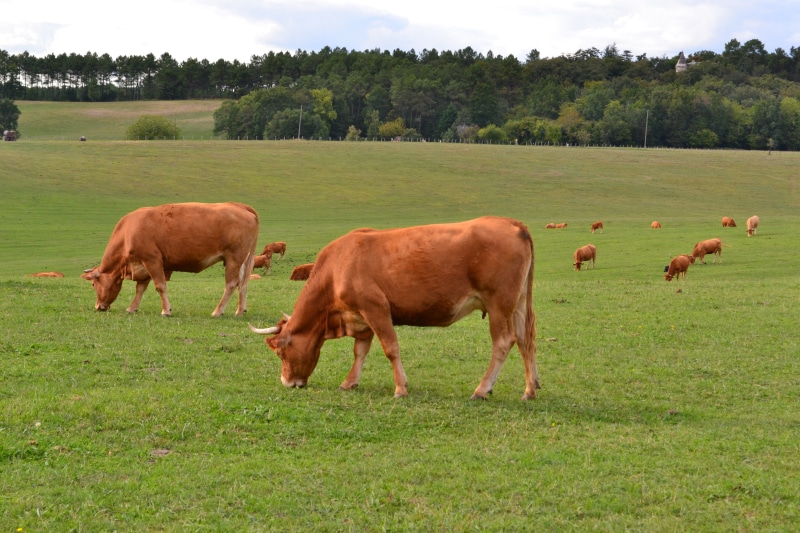 Browse, agricultural, domestic animals, Cow, grazing, vertebrate, livestock, breeding, 4K, grass, group of animals, animal themes, field, Herd, landscape