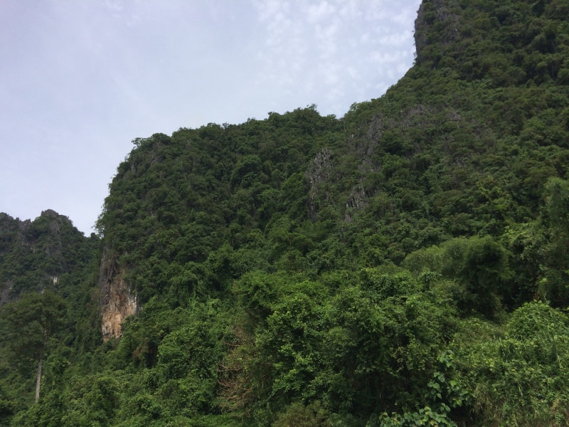 2K, green color, tree, browse, liver, scenery, beauty in nature, environment, tube, idyllic, scenics - nature, no people, forest, plant, tranquility, laos
