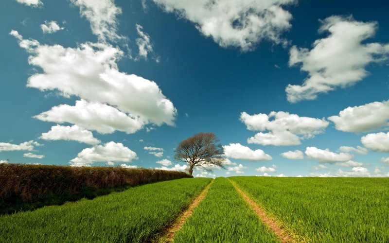 tree, 2K, field, landscape, background, sky, optimism, green