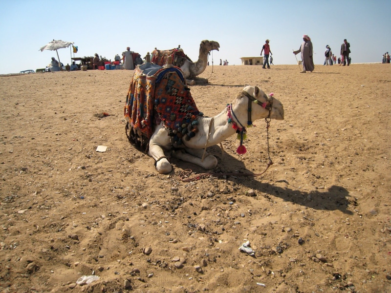 climate, people, animal themes, domestic, day, domestic animals, real people, Desert, land, pets, Camel, animal, 2K, nature, outdoors, full length, photos