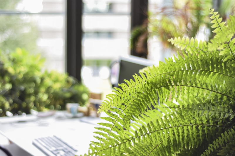 computer, workstation, selective, architecture, houseplant, no people, happy, focus, fern, 5K, beauty in nature, plant, close-up, growth, selective focus