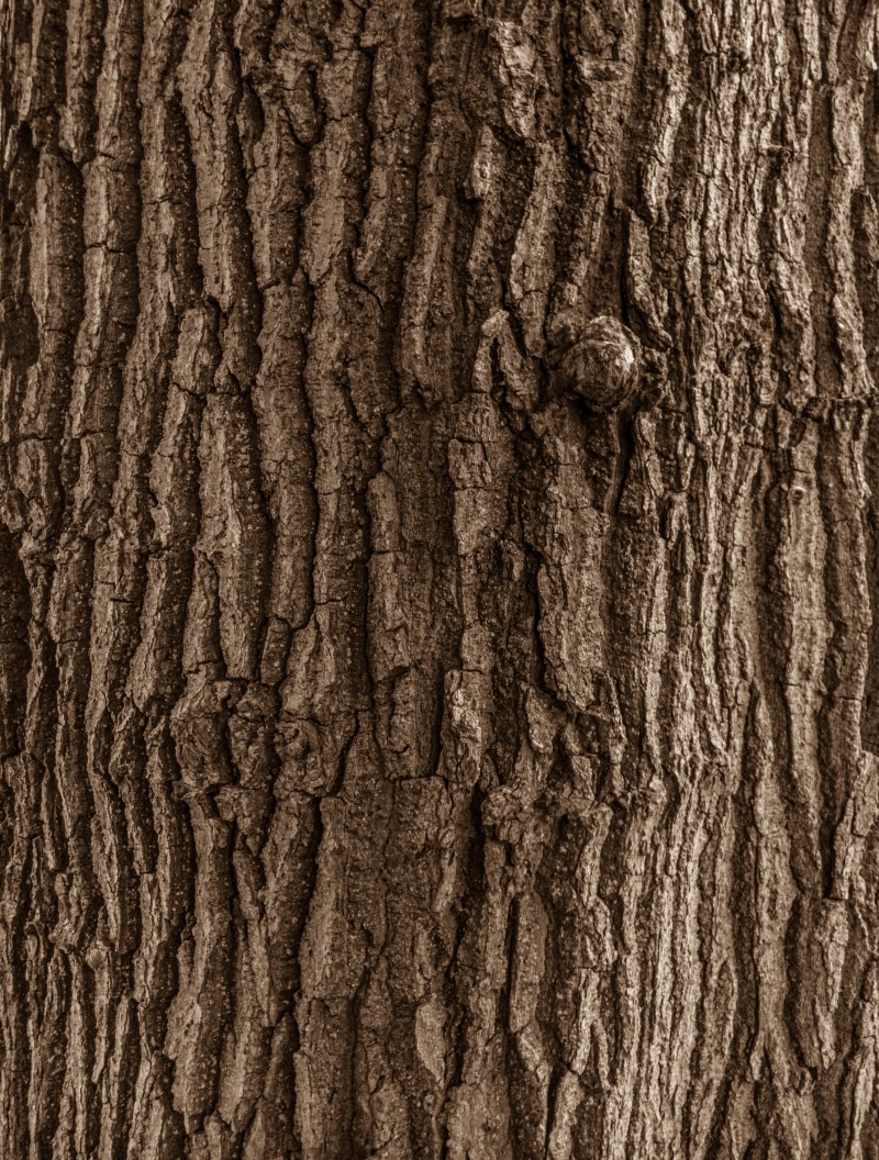 extreme close-up, trunk, backgrounds, close-up, textured effect, dark, pattern, wood grain, rough, forest, abstract backgrounds, no people, wood, natural pattern