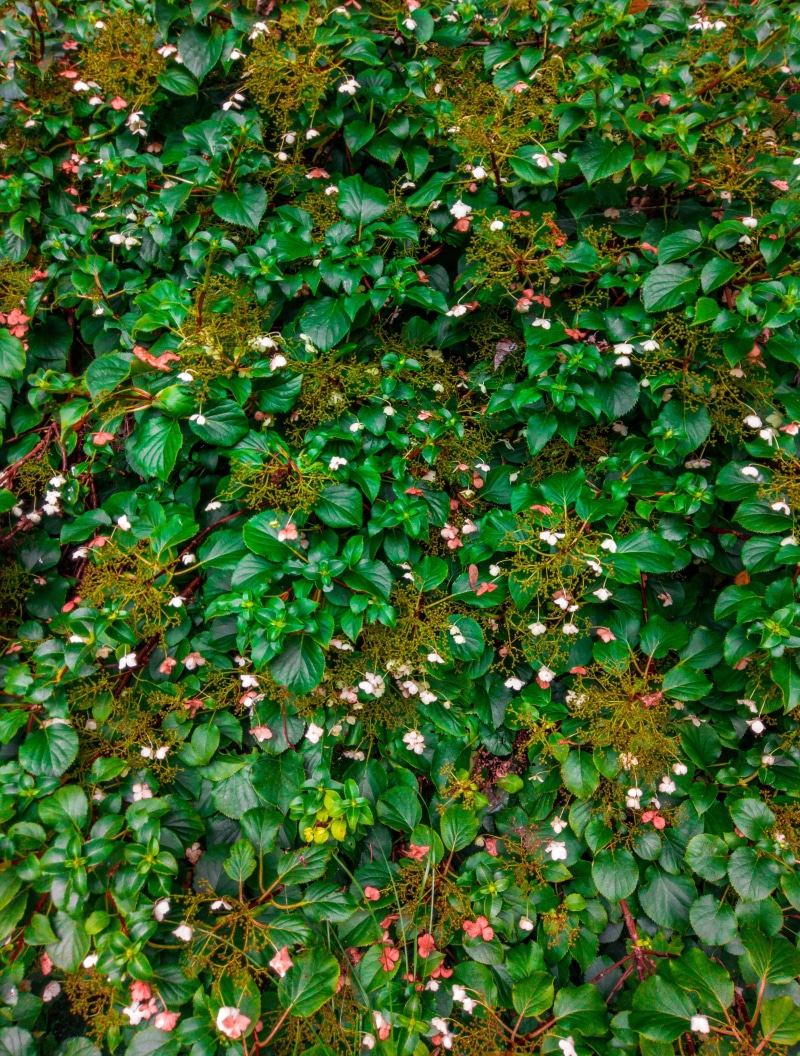 backgrounds, freshness, asset, full frame, hydrangeas, 4K, plant, plant part, high angle view, tranquility, texture, bush, abundance, forest, nature, leaf