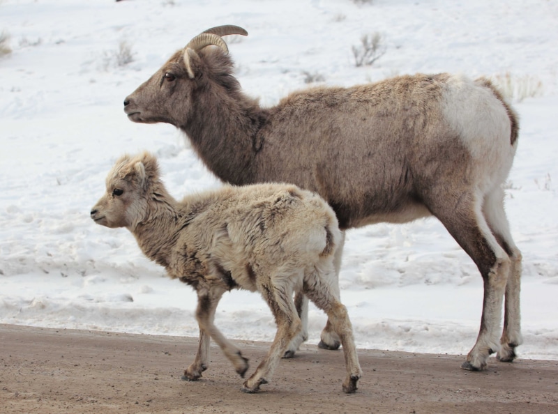 land, pets, affair, bighorn, day, 4K, animal themes, nature, Sheep, herbivorous, animal family, nationalwildliferefugesystem, family, animal wildlife