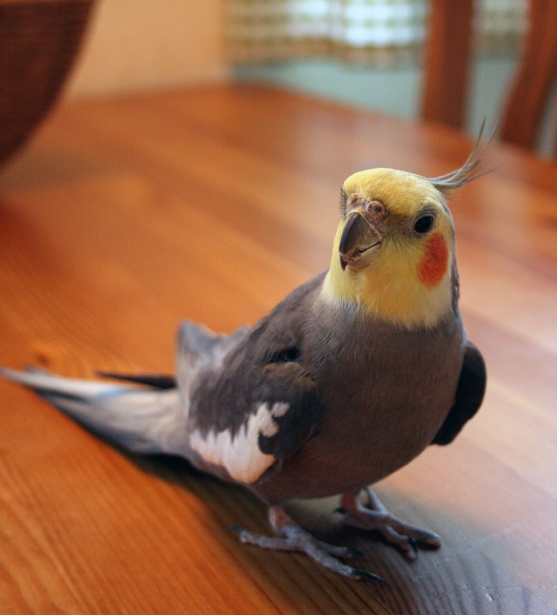 animal themes, nice, portrait, table, 2K, pippi, day, animals in the wild, animal, tam, yellow, parakeet, home interior, domestic birds, full length, orange