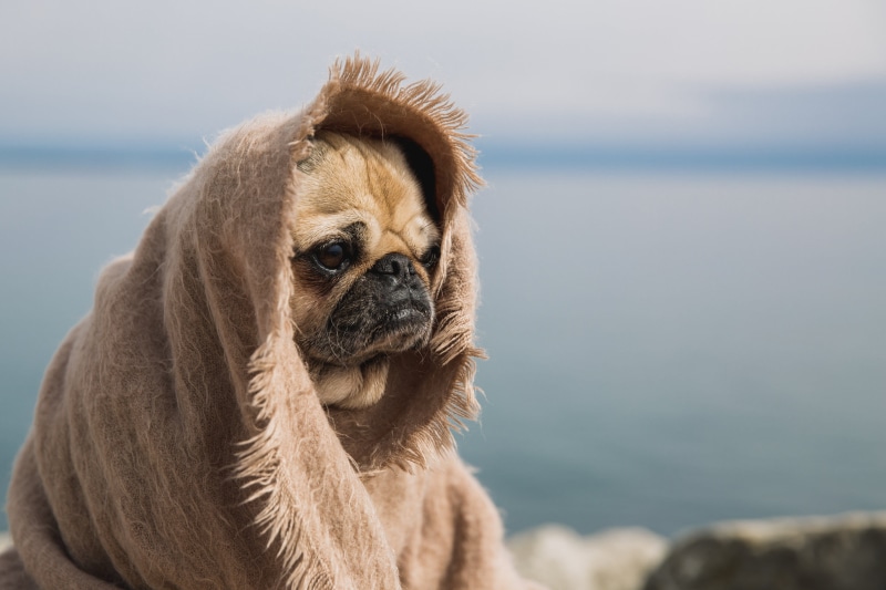 Dogs, looking, domestic animals, animal themes, Outdoor, canine, mammal, 4K, wise, Pets, no people, beach, animal wildlife, animal head, day, Water, Beaches