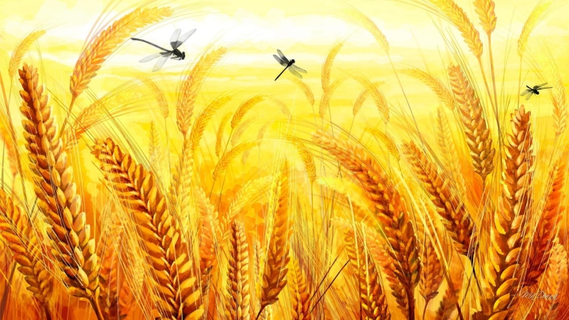 fall, gains, oats, grain, dragonflies, 1080P, autumn, painting, field, thanksgiving, crop, gold, grains, three, agriculture, wheat, brown