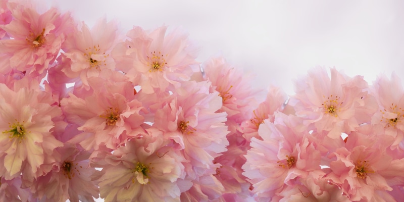 map, flowering plant, 5K, greeting card, coupon, recovery, pink color, greeting, mothers day, bless you, bright, tree, close-up, freshness, pollen, bunch of flowers