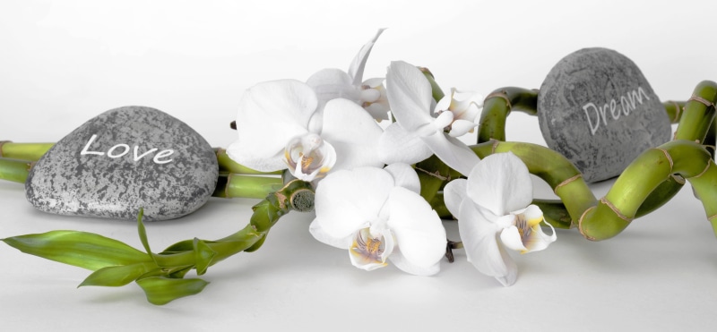 orchid, food and drink, nature, balance, relaxation, freshness, beauty in nature, asia, branch, leaf, 5K, text, botanical, bamboo, dreams, recovery, two