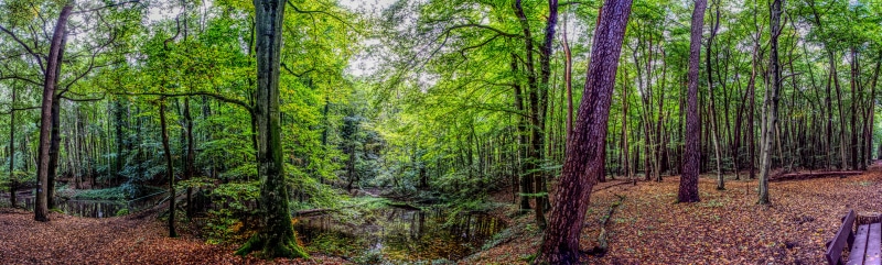 tree, bridge, tranquil scene, growth, green color, pond, autumn, lush foliage, tranquility, contrast, woodland, panorama, relax, landscape, lake, day, beauty in nature