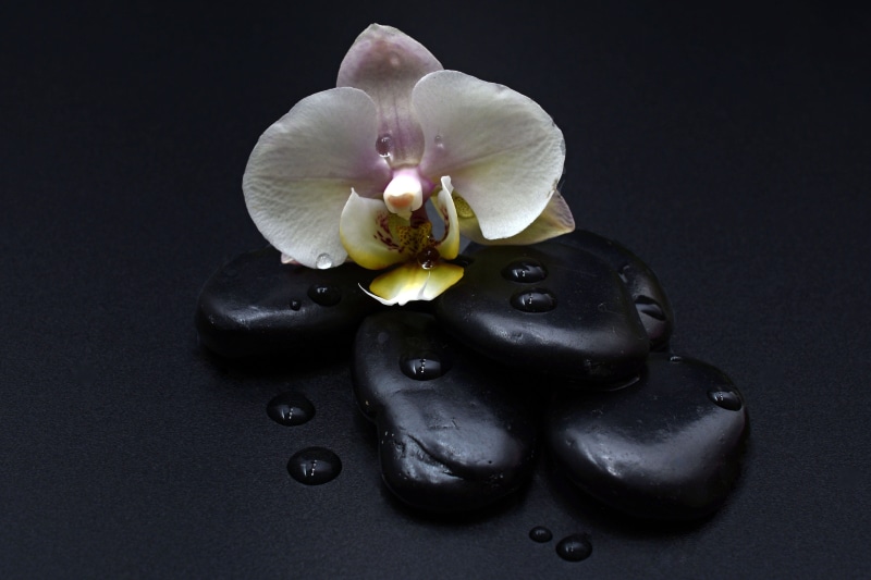 recovery, bless you, white color, 4K, white, flower, orchid, inflorescence, relax, sprituell, hot stones, vulnerability, studio shot, flowering plant