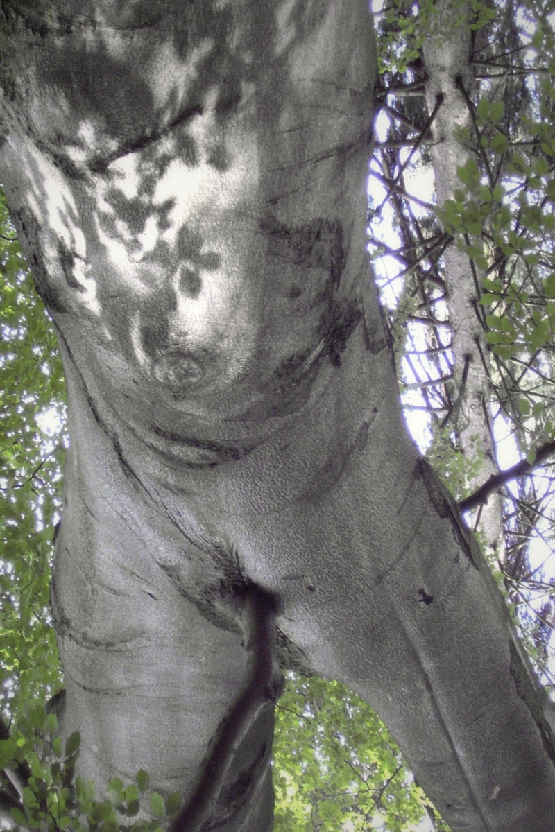 forest, day, a tree backwards, trunk, real people, growth, one person, close-up, the tree-man, 1080P, tree, outdoors, nature, low angle view, turnov, branch