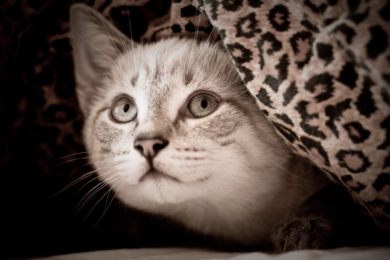 cute, pets, upwards, domestic Animals, black leopard, kitten, silver tabby, black, tabby, tabby Cat, silver, brown, mammal, domestic Cat, textile, leopard