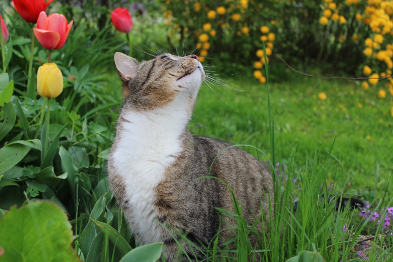 domestic, outdoors, feline, domestic Cat, animal, mouth open, grass, one animal, ginger cat, pets, pet, soot, plant, tabby, tomcat, whisker, brown, growth