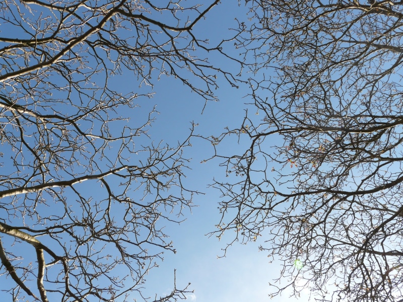 sky, upward, crown, dom, clear sky, idyllic, up, branch, silhouette, scenics - nature, plant, tree canopy, aesthetic, 2K, outdoors, growth, tree, bare tree