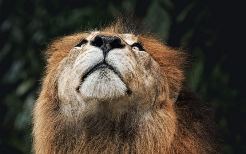 lion, close-up, animal, lion - Feline, human Face, lying Down, animal body part, focus on foreground, africa, big Cat, cat, fur, no people, vertebrate