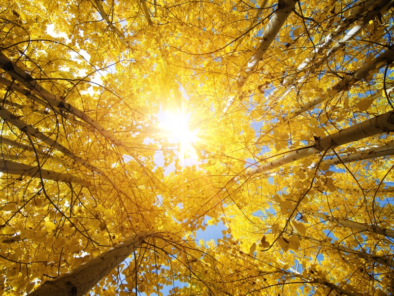 october, orange Color, sky, park - Man Made Space, color Image, Autumn trees, Upward view, brown, the suns rays, woodland, green Color, nature, light - Natural Phenomenon