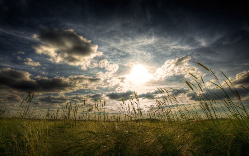 scenics, sunlight, tranquility, dawn, season, cereal Plant, grass, yellow, horizon Over Land, landscape, vibrant Color, green Color, sunset, tranquil Scene