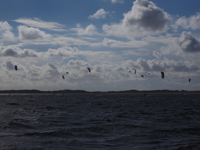 4K, sporty, kitesurfer, animal wildlife, cloud - sky, sea, dynamic, windy, kiteboarding, group of animals, sylt, animal themes, animals in the wild, flying