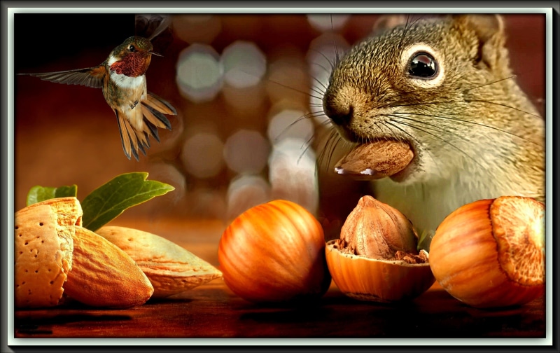 vegetable, nature, squirrel, shareholders, facing, meal, animal, fruit, animal themes, vertebrate, mammal, auto post production filter, almond, shared meal