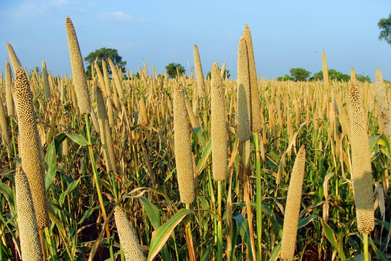 tranquil scene, lingsugur, 2K, scenics - nature, blue, nature, close-up, growth, karnataka, crop, sky, cereal plant, no people, Cultivation, Bajra, landscape