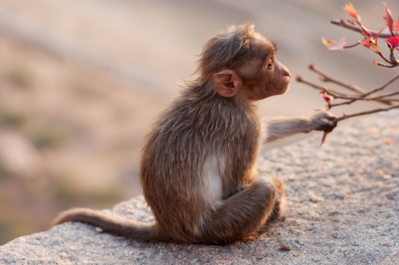 cute, 2K, gray, sitting, Indien, primate, ape, mammal, macaque, concrete, Hampi, wildlife, Reisen, nature, animals In The Wild, monkey, brown, animal