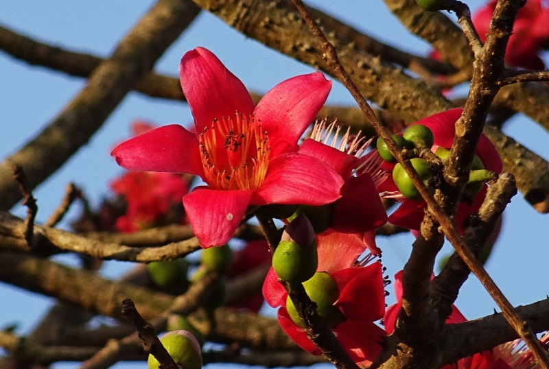 flower, flower head, focus on foreground, freshness, tree, shimul, nature, 1080P, vulnerability, day, no people, red silk-cotton, bombax ceiba, red, springtime