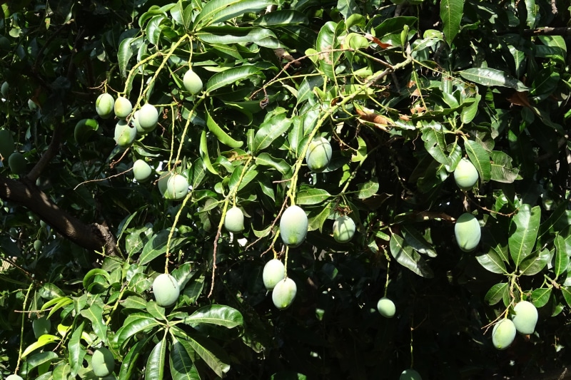 nutrition, 2K, food, nature, india, tropical, no people, delicious, tree, growth, wellbeing, green color, day, food and drink, freshness, fruit, healthy eating