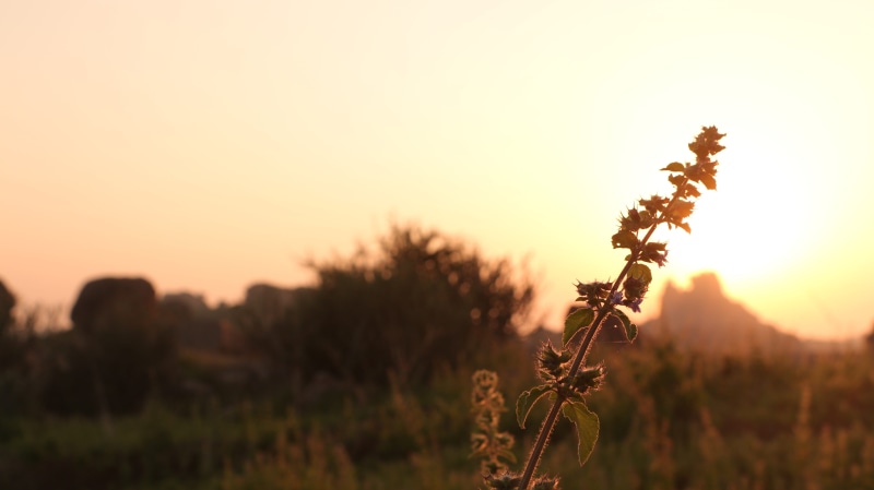 nature, sun, focus on foreground, orange, sky, field, scenics - nature, india, plant, vegetation, beauty in nature, sunlight, growth, flower head, gold