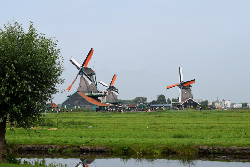 clear sky, holland, tree, built structure, netherlands, dutch landscape, cultural heritage, sky, wind turbine, zaanse schans, sustainable resources, tourism