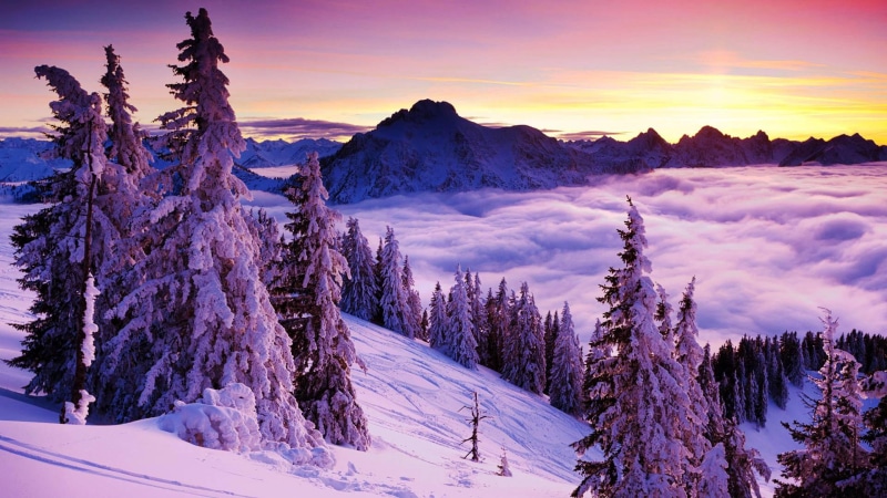 cold temperature, snowy, tree, tranquility, peak, snow, non-urban scene, 4K, pines, purple, land, winter, cloud, evergreen tree, scenics - nature, environment