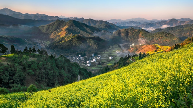 farm, beauty in nature, flower field, yellow, sun, 4K, mountain range, shangrao, china, field, landscape, land, tranquility, rape flower, environment